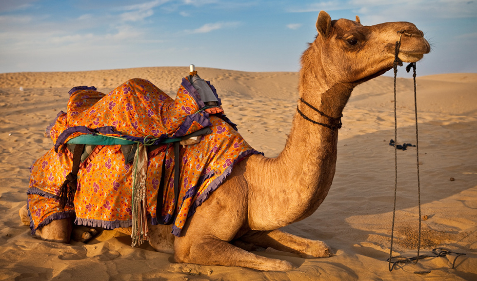 10-interesting-facts-about-camels-worldatlas